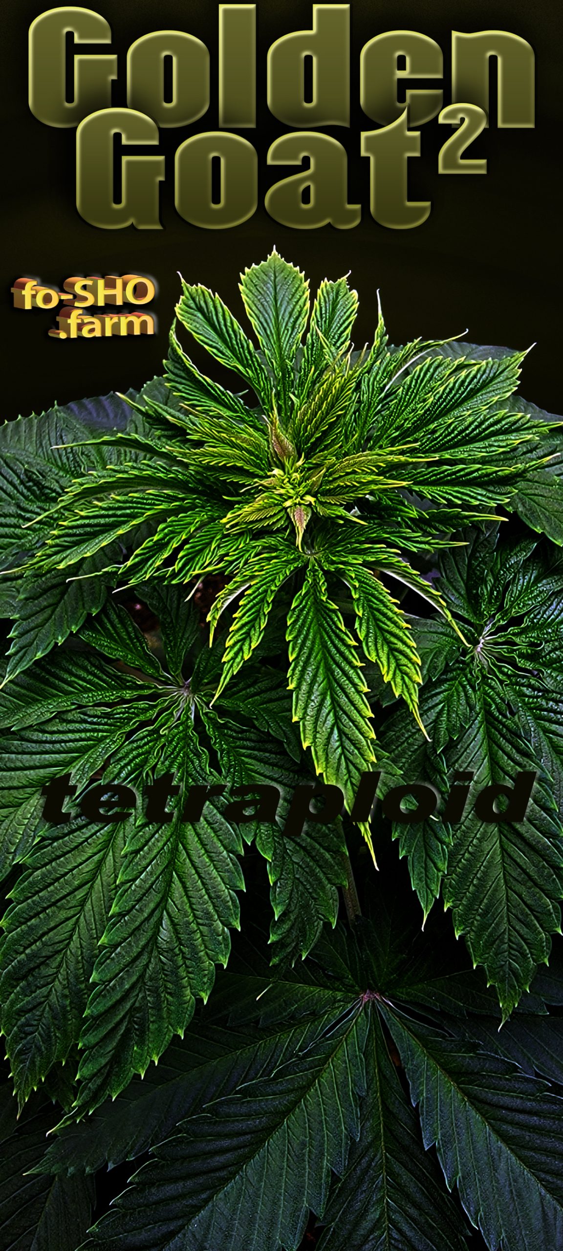 Tetraploid cannabis plant - Golden Goat