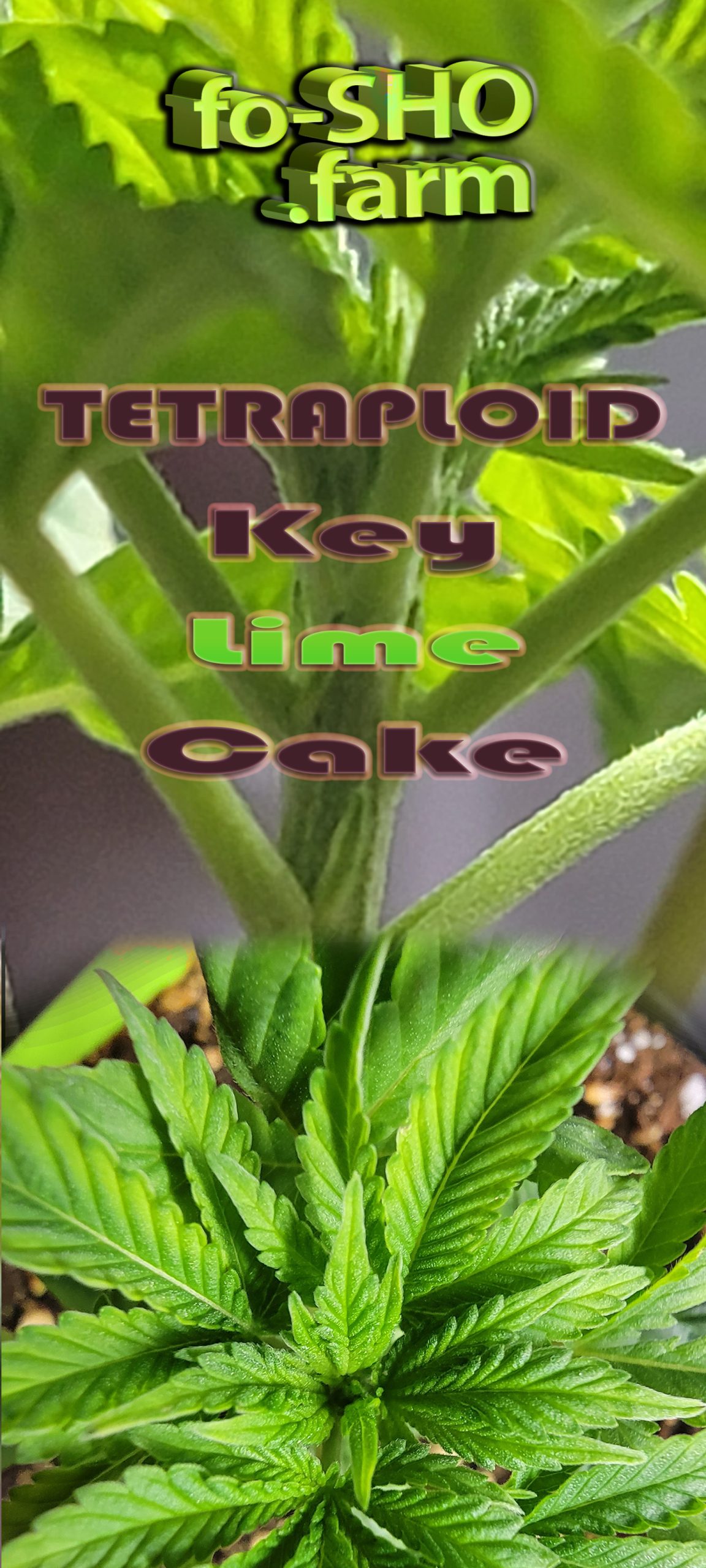 Tetraploid cannabis plant - Key Lime Cake