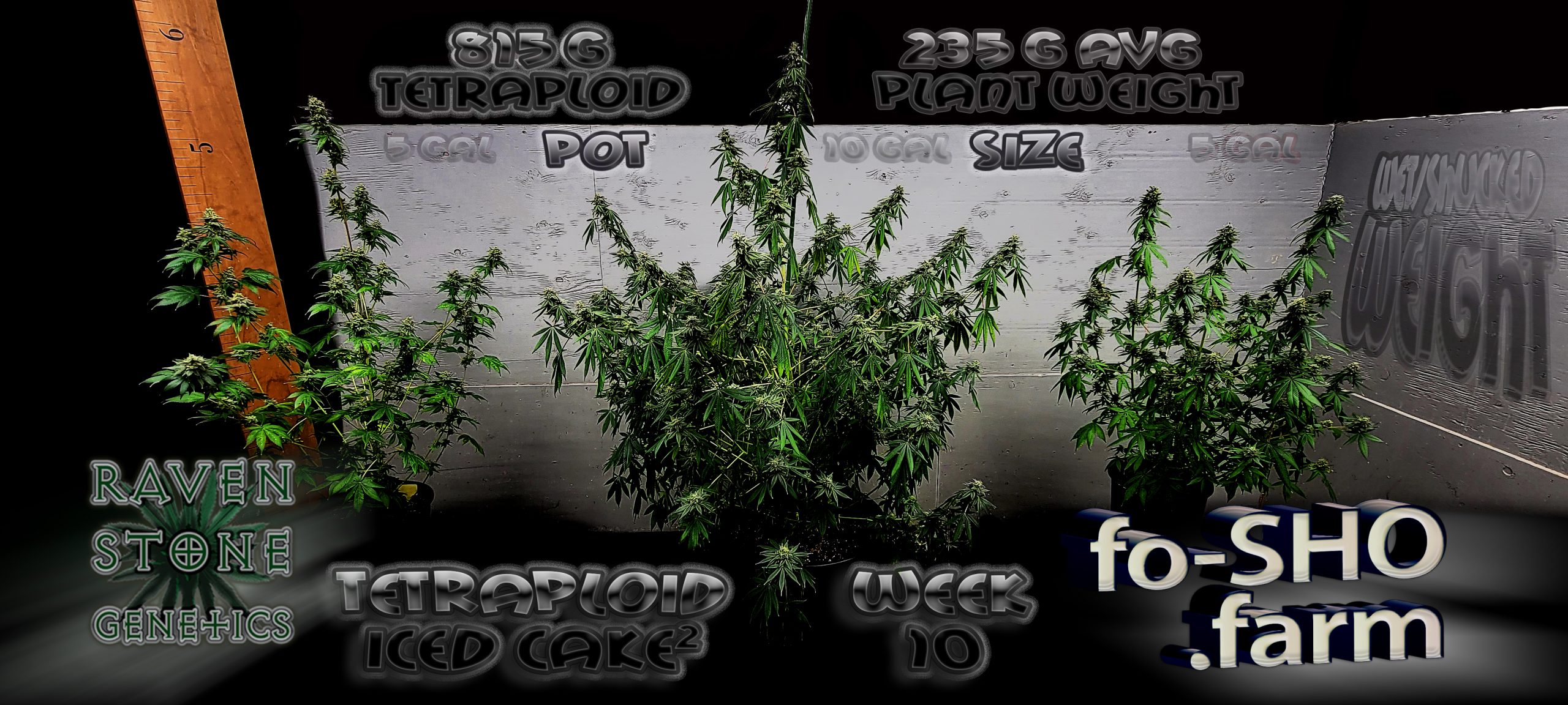 Tetraploid cannabis plant comparison to other plants of the same age and strain.